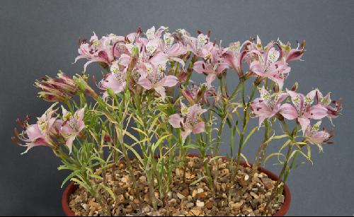 Alstroemeria hookeri